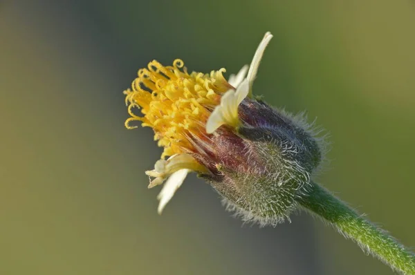 Dandelion Wild Flower — Stock Photo, Image