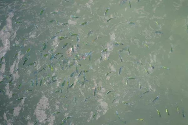 Peces Agua — Foto de Stock