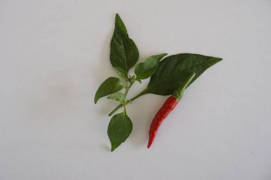 Beyaz arkaplanda kırmızı acı biber izole edildi