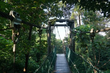 Kuala Lumpur Malezya - 25 Temmuz 2020; Kuala Lumpur Ormanı Eko Rimba Kuala Lumpur Parkı 'ndaki ağaç tepe örtüsünün asma köprüsü).