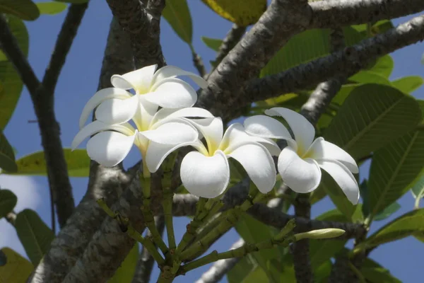 Piękny Tropikalny Kwiat Ogrodzie — Zdjęcie stockowe