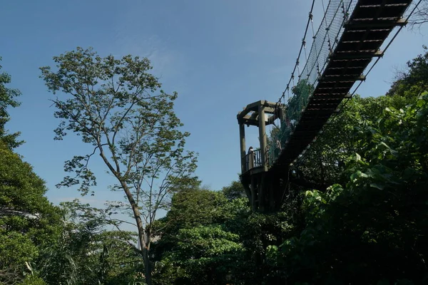 Куала Лумпур Малайзия Июля 2020 Года Подвесной Мост Древесного Навеса — стоковое фото