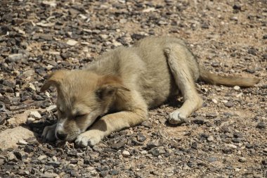 Küçük köpek taşlı bir zemin üzerinde yatıyor ve bir kemik kemiriyor
