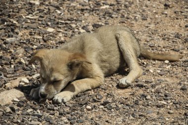 Small puppy lies on a stony ground and gnaws a bone clipart