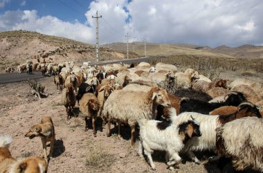 İran 'ın kuzeybatısındaki Erdabil kenti yakınlarındaki Pasif Yanardağ Sabalan' ın (Savalan) eteklerindeki yolu geçen koç ve keçi sürüsü görülüyor.