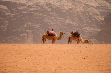 Develer çöldeki kumların arasında dinleniyor Wadi Rum, Jordan