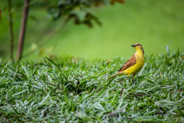 草原草の上の鳥 — ストック写真