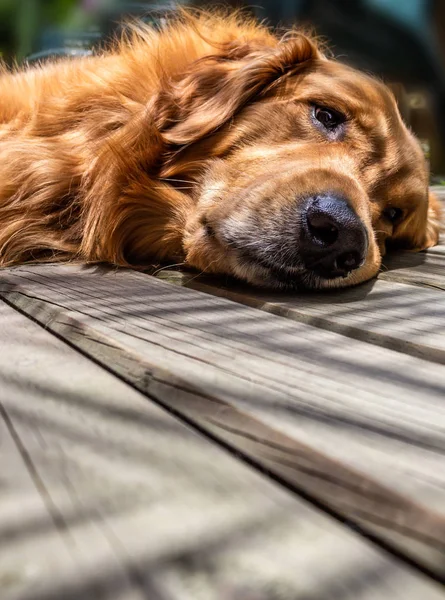 Golden Retriever Descansando Depois Longo Dia Jogo — Fotografia de Stock