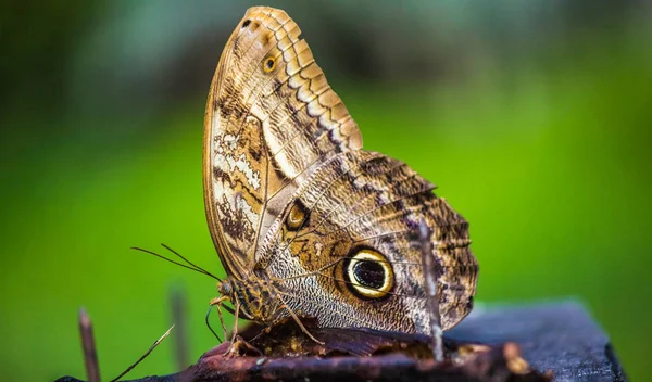 Velký Motýl Nebo Prérie Motýl Stojící Svým Okem Namalované Křídlech — Stock fotografie