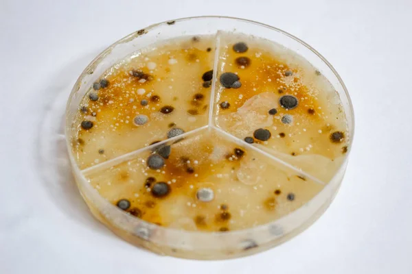 Closeup Petri Dish Showing Long Time Growing Different Bacteria Types — Stock Photo, Image