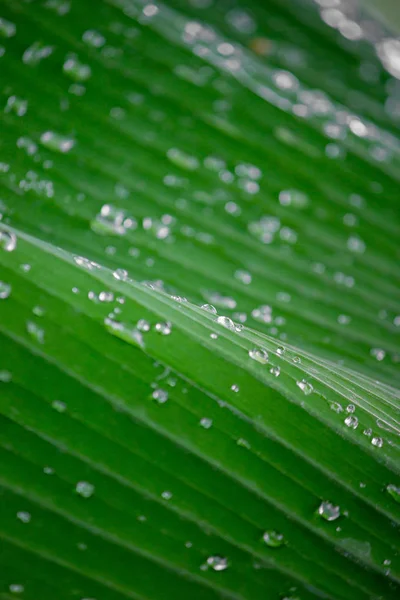 Big Dark Green Leafs Drops Dew Humidity — Stock Photo, Image