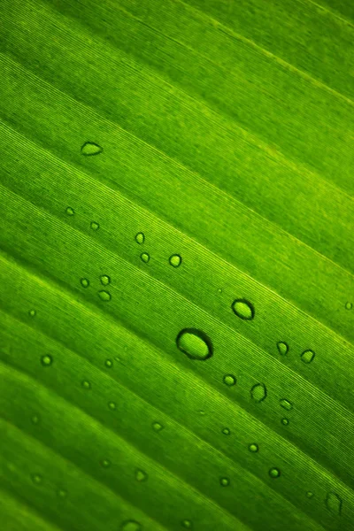 Grandes Feuilles Translucides Humides — Photo