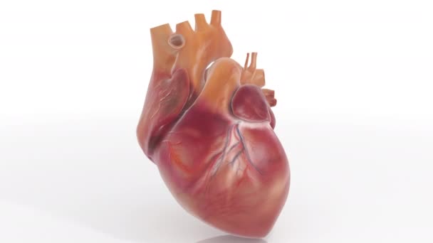 3D Heart Textured Loop Animation — Stock Video © juvelez #159610996