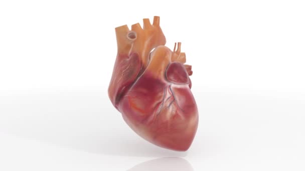 フルHdで3Dハートアニメーションターンアラウンド 心臓の形状と色を説明する教育に最適な ループアニメーションを回す — ストック動画