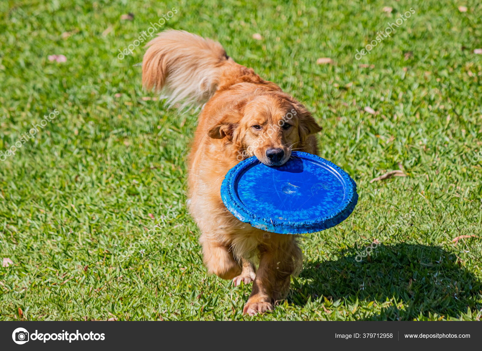golden retriever frisbee
