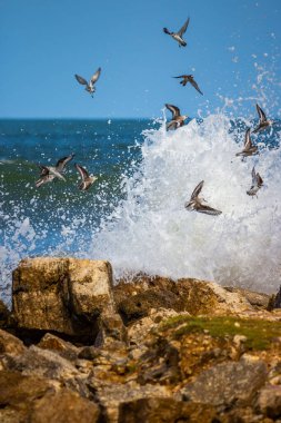 Bir grup Dunlin, deniz suyundan sonra resife sıçradı.
