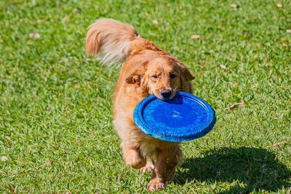 Very Happy Golden Retriever Playing Rustic Frisbee Retrieving Its Master — Stock Photo, Image