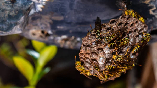 Wasp Community Creating New Hive — Stock Photo, Image