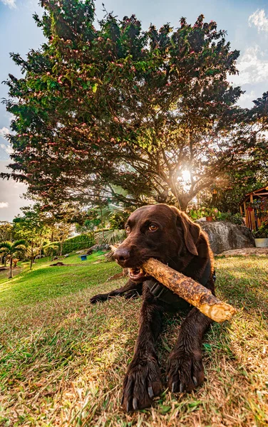 Sunny Sunset Background Brown Labrador Playing Wood Stick — Stock Photo, Image