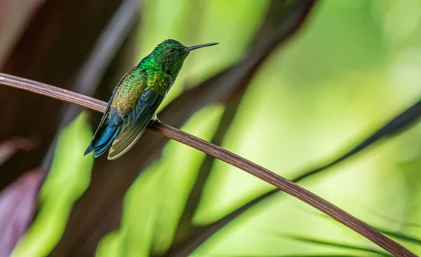 Colorido Colibrí Descansando Rato Antes Reanudar Vuelo — Foto de Stock