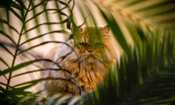 完璧なカモフラージュの動きでいくつかの木の枝の後ろに非常にスマートな猫が隠れています — ストック写真