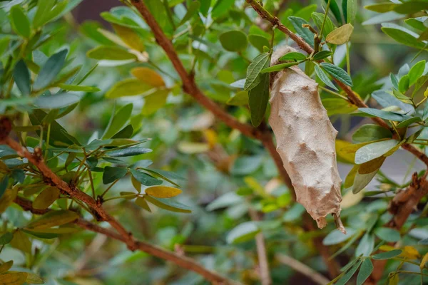 Casulo Uma Lagarta Começou Sua Fase Metamorfose Para Tornar Numa — Fotografia de Stock