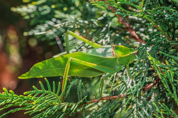 Very Big Grasshopper Hidden Tree Branch Camouflaged Foliage Goes Unnoticed — Stock Photo, Image