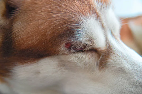 Gözünü üzerinden bir yarayla Husky köpek. — Stok fotoğraf