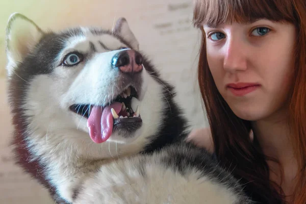 Retrato de una chica con su hermoso perro husky. Loco siberiano husky cara con la lengua sobresaliendo . — Foto de Stock