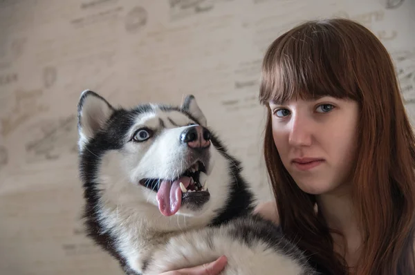 Retrato de una chica con su hermoso perro husky. Loco siberiano husky cara con la lengua sobresaliendo . —  Fotos de Stock