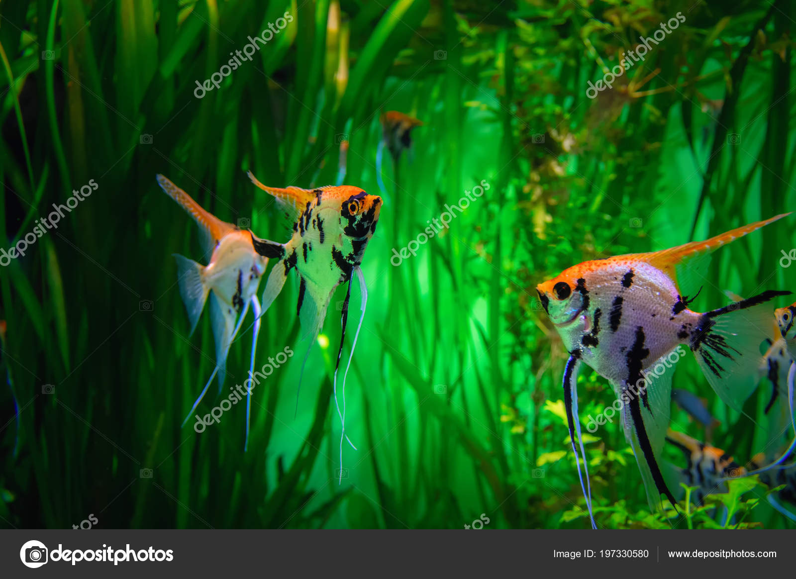 green tropical fish