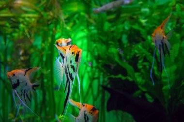 Aquarium with tropical cichlids amazing fish Scalare (pterophyllum). Exotic beautiful fish on a background of bright green algae. clipart