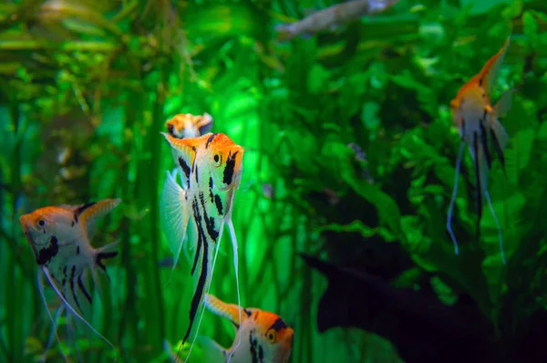 Aquarium mit tropischen Buntbarschen erstaunliche Fischschuppen (Pterophyllum). exotisch schöne Fische auf einem Hintergrund aus leuchtend grünen Algen. — Stockfoto