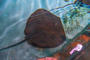 Stingray düz deniz bir balıktır. Işınları (paten) derin balık. Üstten görünüm. Stingray sualtı yüzme. Kramp-balık mavi su.