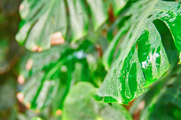 Fogliame tropicale Pianta di Monstera in condizioni naturali, con umidità dalla pioggia. Foglie sporche, macchie bianche. Focus selettivo . — Foto Stock