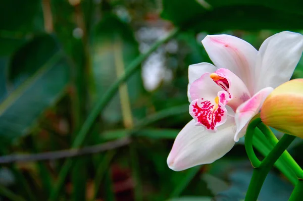 Fleur blanche-neige. bourgeon de belle fleur tropicale avec des taches écarlates sur le fond de feuillage vert foncé. Espace de copie . — Photo