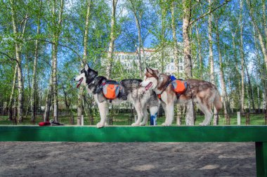 İki husky köpek çeviklik eğitim köpek oyun sırasında bir patlama üzerinde duruyor. Yeşil yeşillik zemin üzerine yan görünüm.