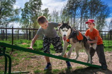 İki yakışıklı Teetertoter salıncakta yürümeyi Husky köpek eğitiyor. Siberian dış yapraklar eğitim çeviklik genç sahipleri ile teeterboard üzerinde. 