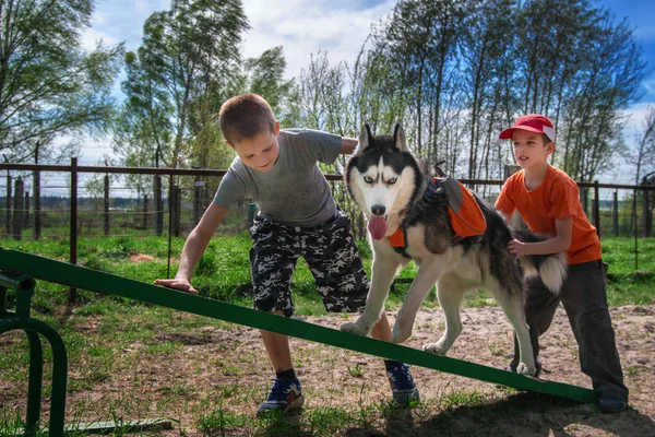 Χαριτωμένο αγόρι δύο τρένα ο μεγαλόσωμος σκύλος να περπατήσει σε Teetertoter κούνια. Σιβηρία σκύλος χάσκεϋ κατάρτισης ευκινησία σε teeterboard με τους νέους ιδιοκτήτες. — Φωτογραφία Αρχείου