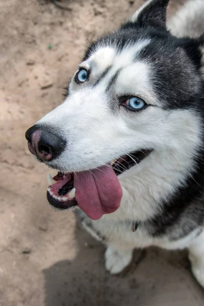 Retrato husky perro astuto, vista superior. Cabeza linda husky siberiano con ojos azules. El perro mirando la cámara le sacó la lengua. De cerca. — Foto de Stock