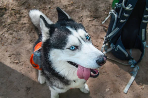 Crafty Dog retrato husky, vista superior. Cabeça de husky siberiano bonito. O cão a olhar para a câmara enfiou-lhe a língua. Fechar . — Fotografia de Stock