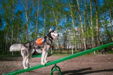 Husky köpek köpekler için çok komik donatım ve salıncak, zorlu sallanmak yalpalamak üzerinde duruyor. Eğitim köpek parkı ekipmanları. Teeterboard.