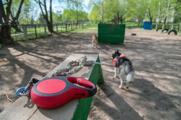 Red retractable Tape Dog leash lies on a boom in the background of a training ground for dogs. Pet accessories — Stock Photo, Image
