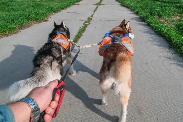 Homem a passear dois cães no parque, vista traseira. Husky siberiano com mochilas laranja correndo na estrada de verão . — Fotografia de Stock