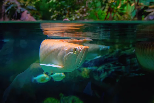 O peixe nada na superfície da água. No topo há um reflexo do peixe na superfície da água . — Fotografia de Stock