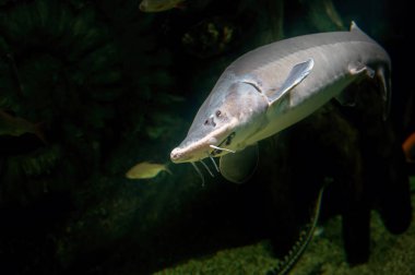 Beluga Sturgeon dünyanın en büyük tatlı su balığı var. Mistik kral balık sualtı dünyasını alacakaranlıkta.
