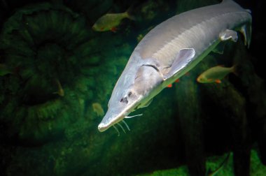Beluga Sturgeon (Huso huso) dünyanın en büyük tatlı su balığı var. Mistik kral balık sualtı dünyasını alacakaranlıkta.