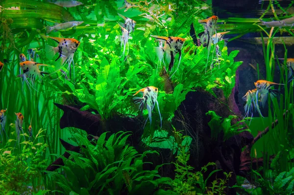 Acuario plantado vibrante con hermosos peces tropicales escalares. Increíble momento acuario . —  Fotos de Stock