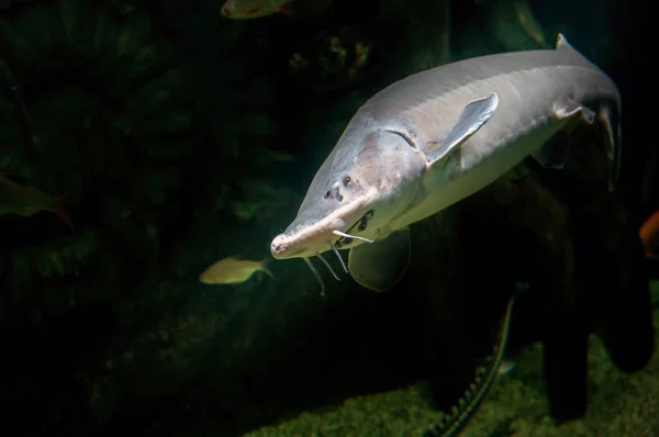 stock image Beluga Sturgeon is the biggest freshwater fish in the world. Mystical king fish in the dusk of the underwater world.