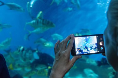 Kız bir video dalgıçlar içinde belgili tanımlık akvaryum balık yemi olarak Smartphone'da alır. Seçici odak. Arkadan Görünüş.